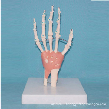 Human Hand Joint Skeleton Anatomical Model with Ligament (R020911)